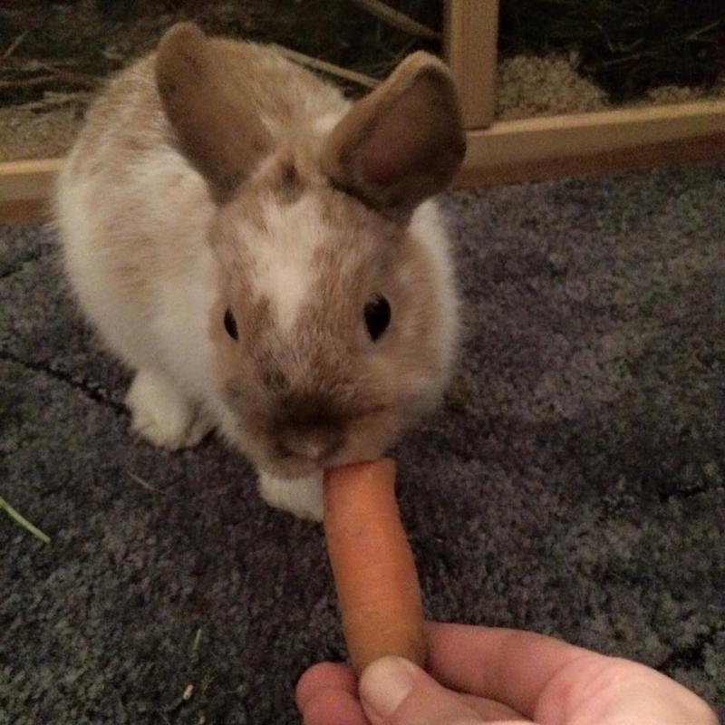 Hmmmmm, lecker, Moehrchen! :)
