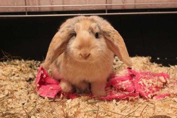 Die kleine Honey