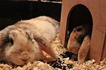 Honey und Klopfer