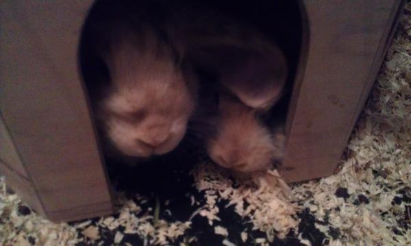 halloooo