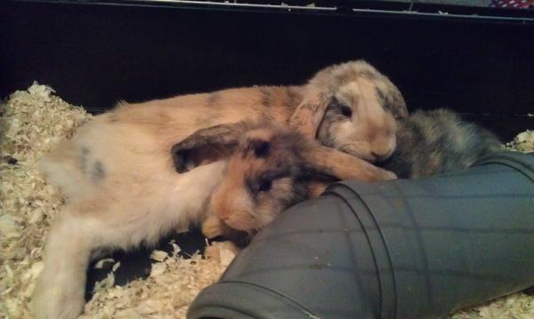 kuscheltime