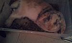 IMAG0260