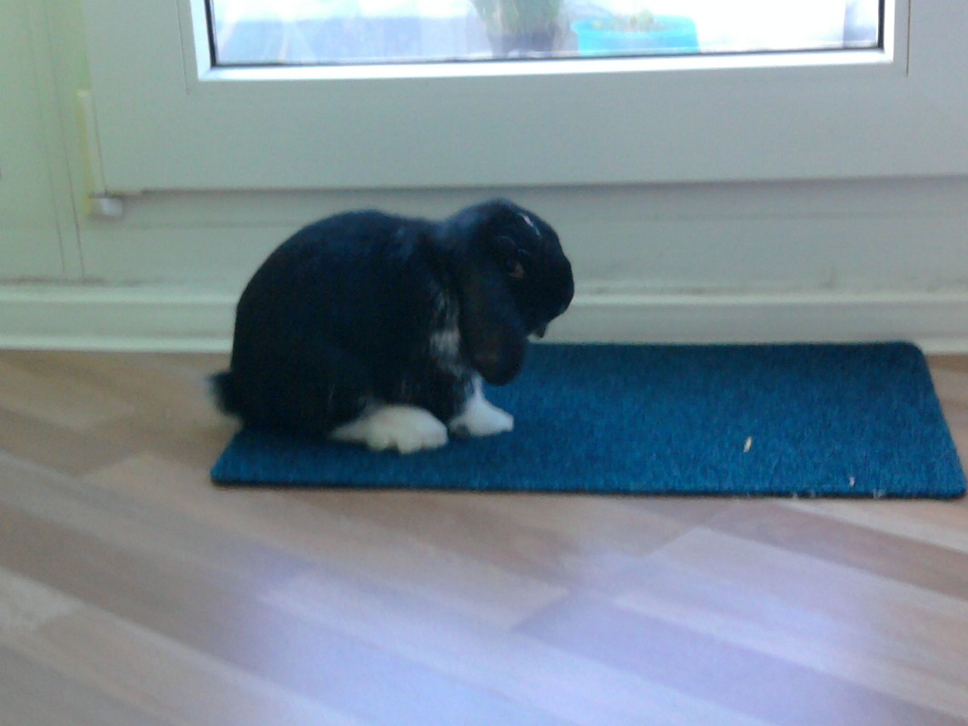 Hasi