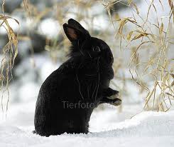 tuki im schnee
