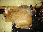 Peppi und Cleo
