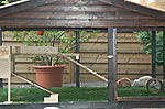 Widderkaninchen