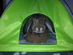 Bellamy der Dauercamper :-)