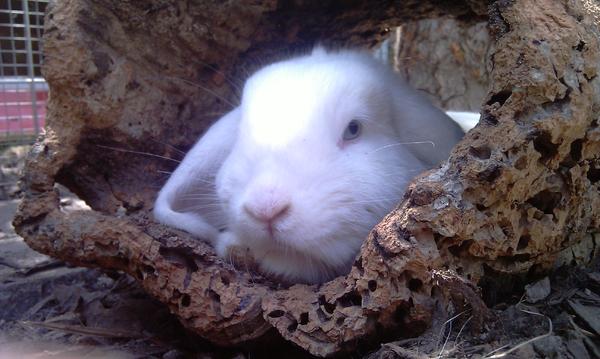 Schneechen