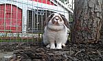 Floh