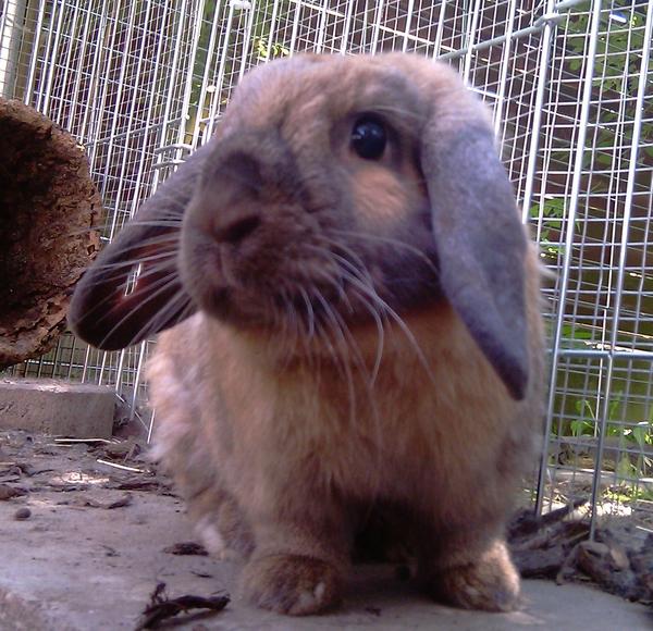 Plum B�rchen