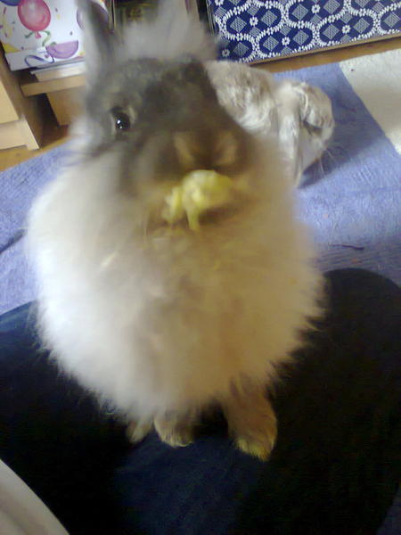 Lilly mampft Salat