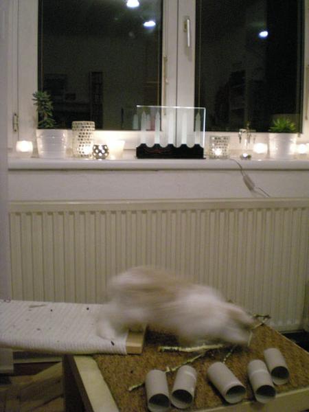 Rasender Luis vor besinnlicher Weihnachtsbeleuchtung :)