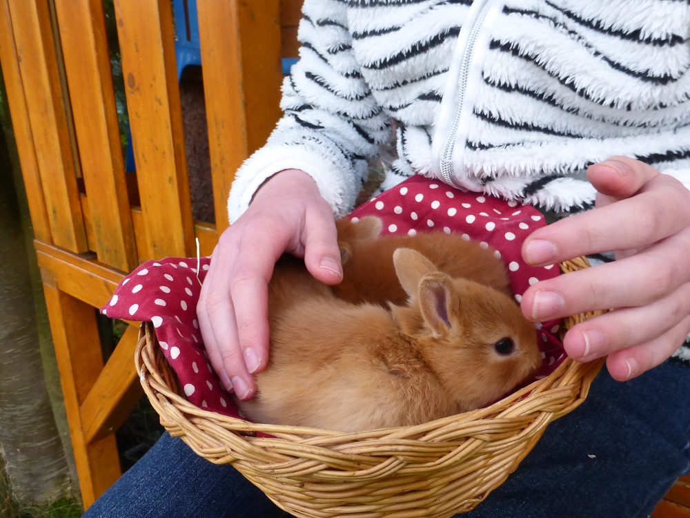 Das ist das 2. Baby, es ist nat�rlich auch 3 Wochen alt, kerngesund, und schon genau so mutig und neugierig wie seine Mutter.Das Ninchen ist jetzt schon ziemlich zutraulich, und  ein echt sportlicher Klettermaxe.