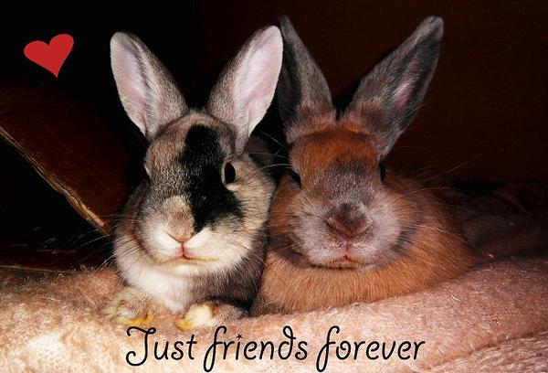 Friends ♥