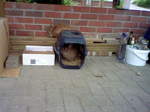 Peanut:Fame?! Wo bist du?
Fame:Hier oben,du Blinde :P!