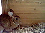 Peanut: Paparazziangriff!!...