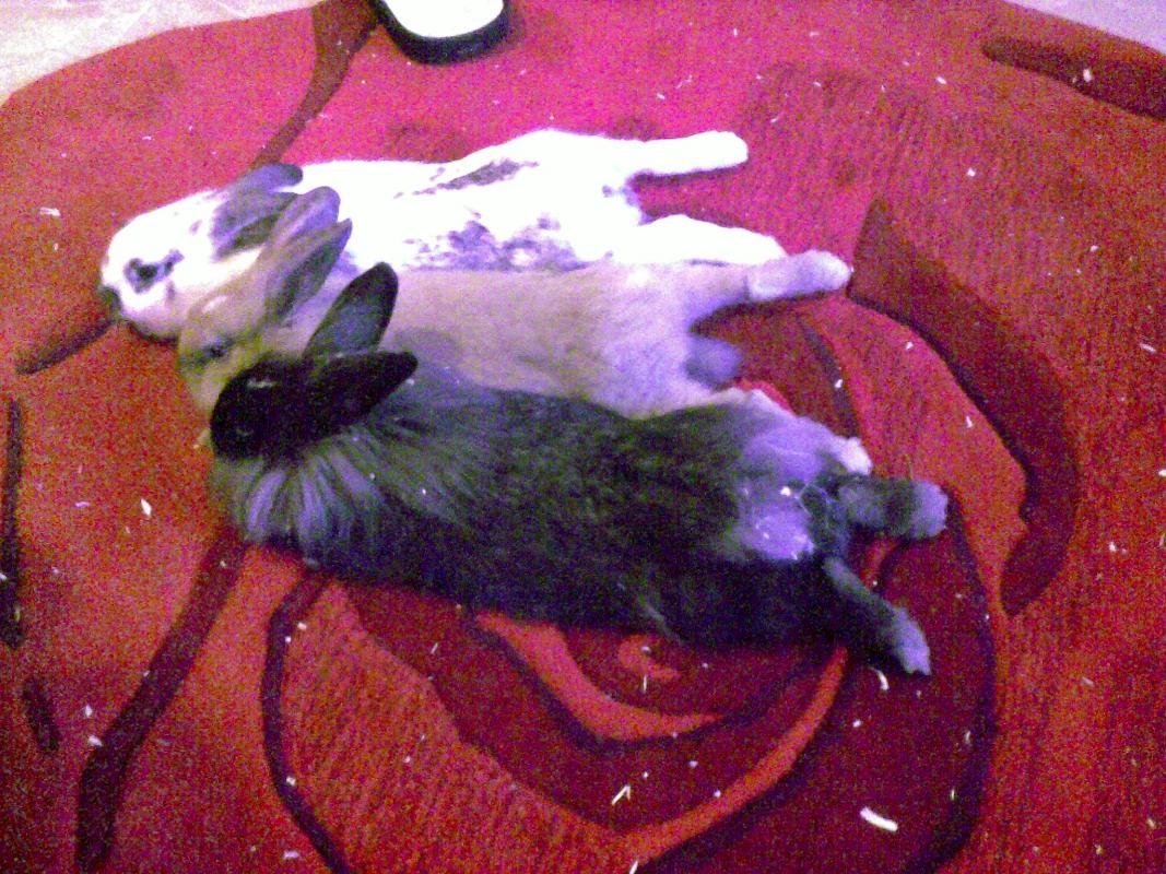 Bruce, Brownie und Jackie beim kuschligen Beine Wettstrecken :D
