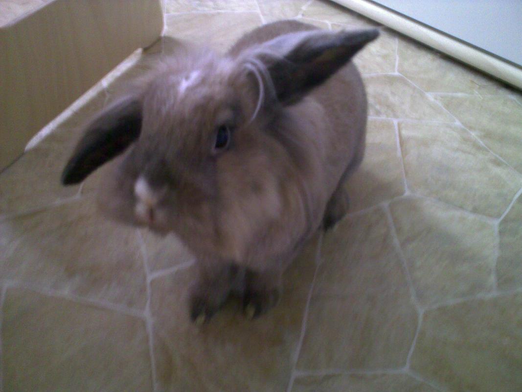 Brownie