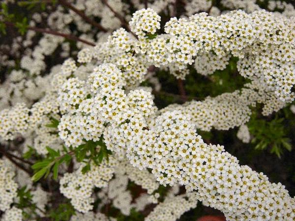 Bl�ten eines Himbeerstrauchs