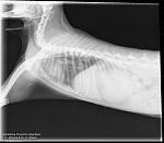 00037445 00076382 DICOM CR 2021 07 08 0000613968