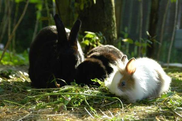 Dimmalimm, Schlappi und Bruno beim Fr�hst�ck