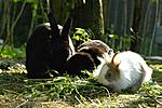 Dimmalimm, Schlappi und Bruno beim Fr�hst�ck