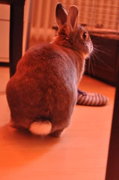 Yoshis Pl�schpopo