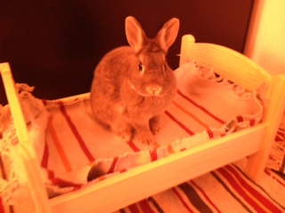 Yoshi und sein Bett