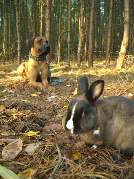 Hoppi mit im Wald