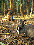 Hoppi mit im Wald