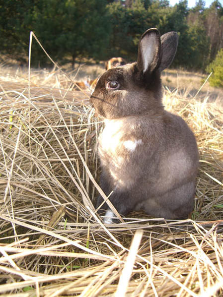 Hoppi mit auf dem Feld