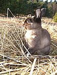 Hoppi mit auf dem Feld
