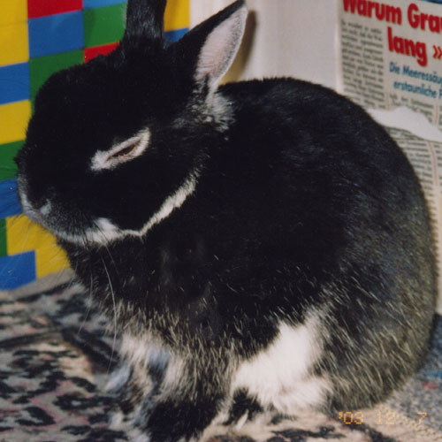 Willi *2000 +13.4.2004