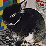 Willi *2000 +13.4.2004