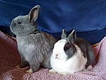 Unsere Kaninchen