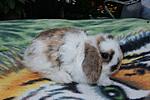 Meine Lucy