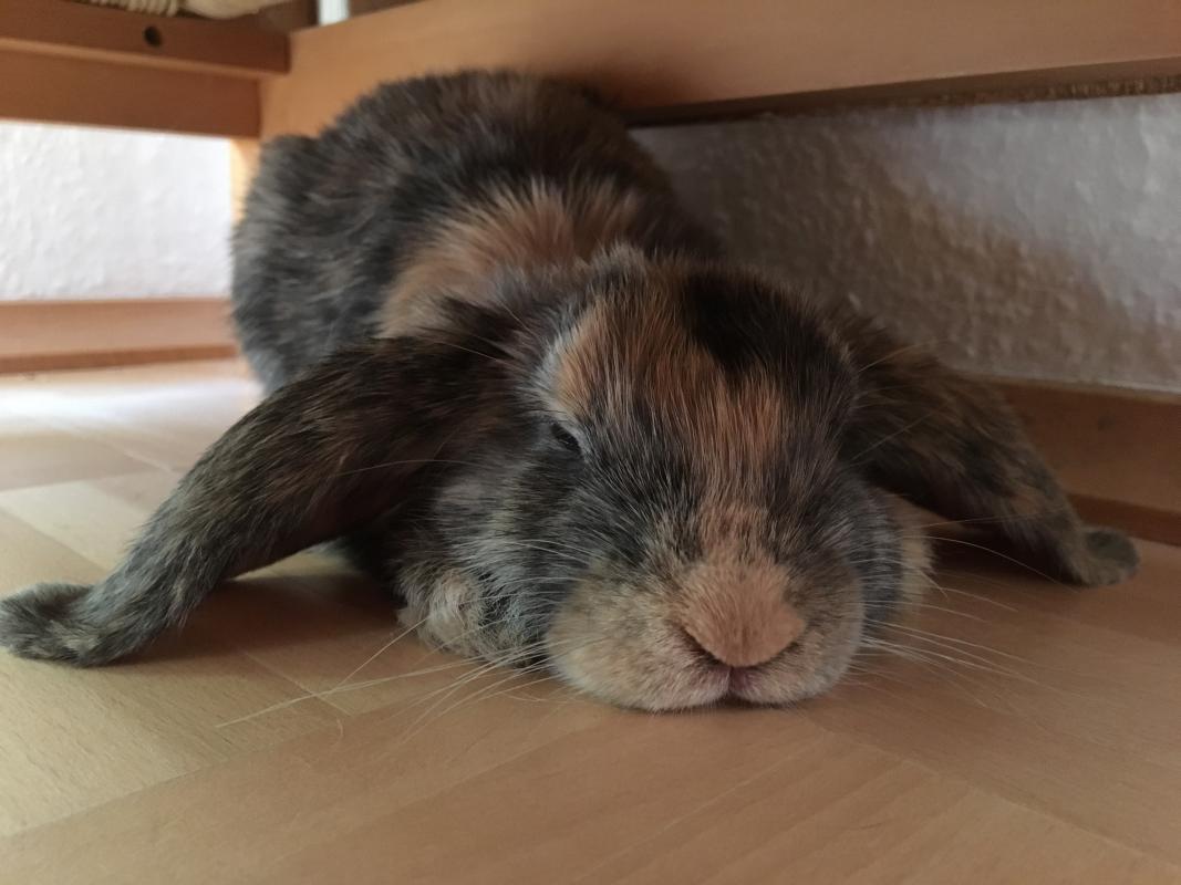 Luna