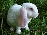 Kaninchen