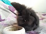 Paranormal Bunnies