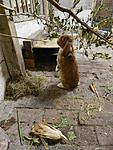 H�schen 210