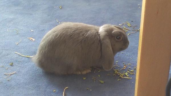 Schlappi :D