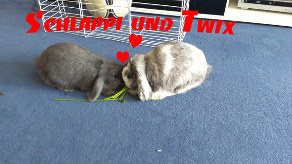 Links Schlappi und Rechts Twix :D