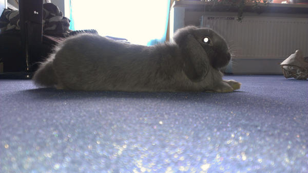 Schlappi beim chillen :D