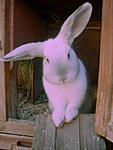 G�nsebl�mchen, mein kleines Schnuffelchen. 
R.I.P. 23.04.2013   Ich werde dich nie vergessen!