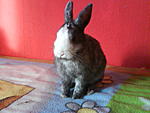 Gizmo als er noch kleiner war