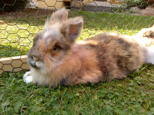 Balou...