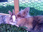 Trixie&Balou