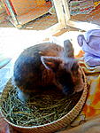 Balou in seinem Heunest