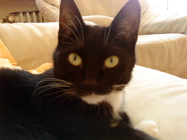Sheila