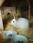 Hase